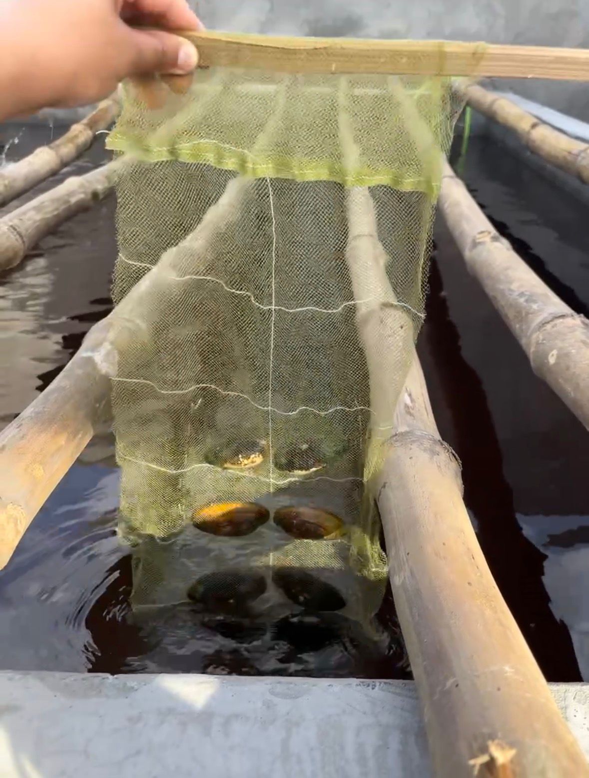 Introduction to Freshwater Pearl Farming In India : A practical guide to pearl farming in India from someone actually building one.